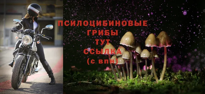 Галлюциногенные грибы Magic Shrooms  Будённовск 